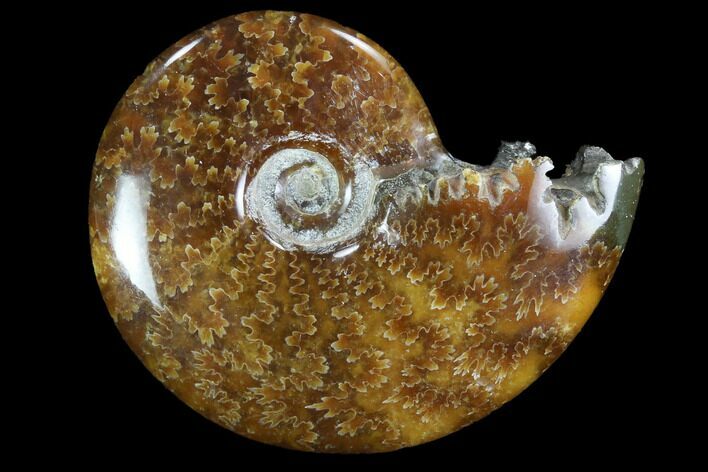 Polished, Agatized Ammonite (Cleoniceras) - Madagascar #97223